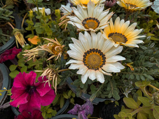 Different color of Gazania rigens Flower, bright colorful blooming spring rose, Close-up of yellow...