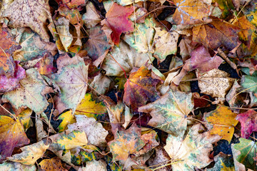 pattern of autumn foliage leaves at the ground in the forest