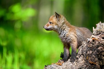 Little Red Fox Forest Stump 1