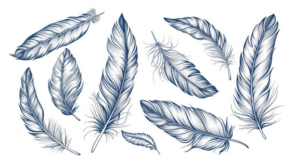 A collection of bird feathers depicted in a hand-drawn style, converted into vector illustrations. These outlines are presented against a transparent background. - obrazy, fototapety, plakaty