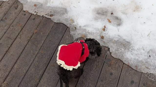 Cute black puppy wearing red white Christmas sweater sniffing snow while walking on wooden pavement in winter. Poodle dog smelling ground. Film grain pixel texture. Soft focus. Blur. Live camera
