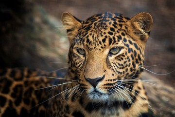 Young Leopard Portrait 1
