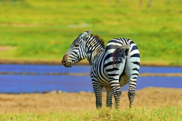 Zebra Grassland Africa 1