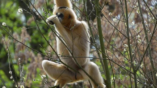 Gibbon hanging on a tree picking leaves to eat.