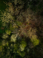 early spring trees aerial drone view