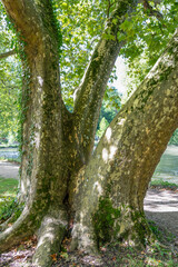 close-up of a large mottle bark Plane tree (Platanus x acerifolia) in France