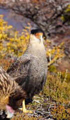 eagle in the mountain
