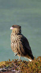 eagle in the mountain
