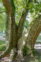 close-up of a large mottle bark covered tree 