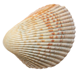 Sea shell isolated on a white background