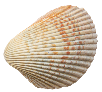 Sea shell isolated on a white background