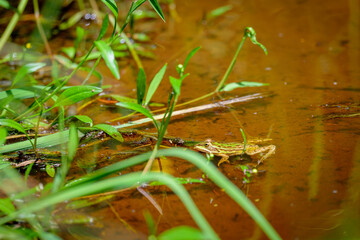 Petite grenouille rainette dans une flaque d'eau marron