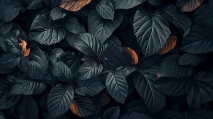 macro close-up photo of lush dark black tree or bush leaves filling the entire frame