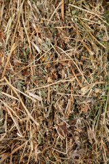 Alfalfa hay for animal feed or mulch. Hay bale prepared for storage. Close-up.