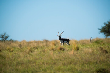 Blackbuck Antelope in Pampas plain environment, La Pampa province, Argentina