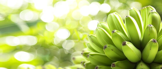   A group of underdeveloped bananas dangling from a tree against a fuzzy backdrop of verdant foliage