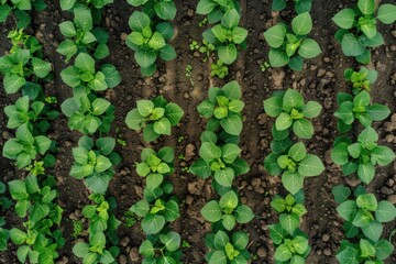 planted soy top view background