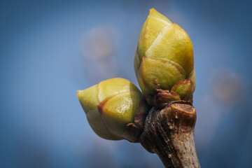Lilac buds on a branch in spring