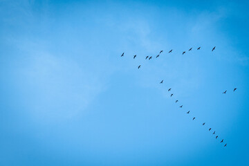 Bird migration in the background of a blue sky