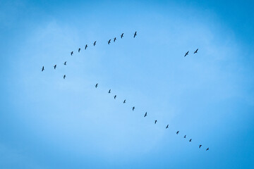 Bird migration in the background of a blue sky