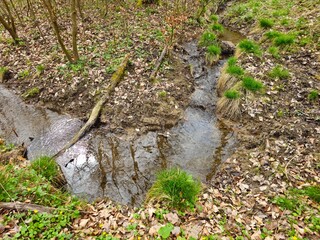 Stream in forest