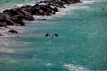 Birds in the ocean near rocks and waves