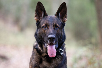 Pastore tedesco da lavoro