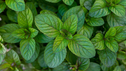 Background of juicy mint leaves. Mentha piperita mint leaves are used in horticulture for spicy gardens, compositions with perennials - obrazy, fototapety, plakaty