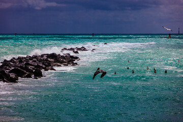 Birds in the ocean near rocks and waves