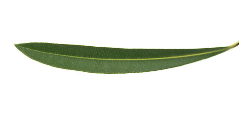 Oleander, Nerium green leaf isolated on white, clipping path