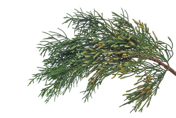 Pine branch isolated on white , clipping path