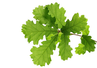 Young oak leaves on branch, green foliage isolated on white background
