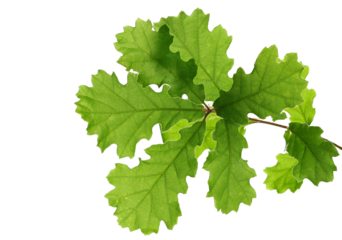 Young oak leaves on branch, green foliage isolated on white background
