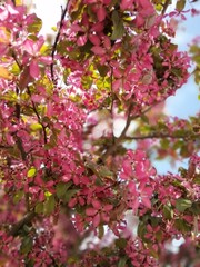 a blooming pink decorative red apple tree with wavy petals. Malus Royal Beauty. Floral Wallpaper