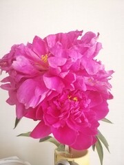 Pink fluffy peonies in a vase