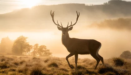Foto op Plexiglas deer nature wildlife animal walking proud out of the mist © Katherine