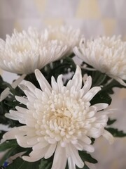 Cut white Chrysanthemums in a vase