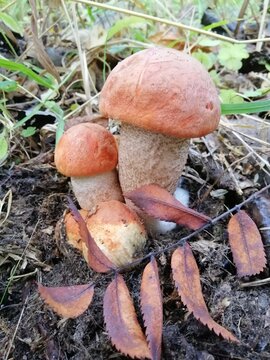 A family of several aspen mushrooms in the autumn forest. Leccinum aurantiacum