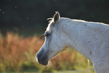 white horse portrait