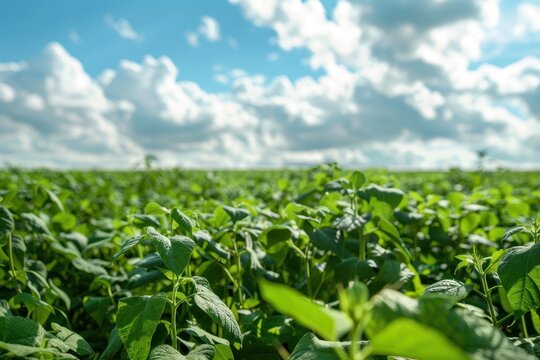 soybeans field, farming concept background