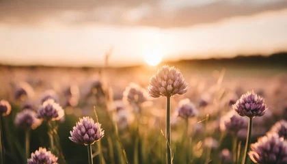 Foto op Aluminium chives blooming at sunset purple nature background © Katherine