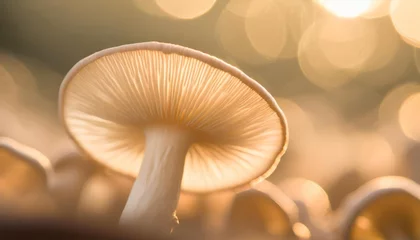 Foto op Aluminium abstract background macro image of sajor caju mushroom © Katherine