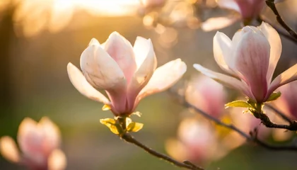 Zelfklevend Fotobehang flowering magnolia soulangiana spring pink flowers © Katherine