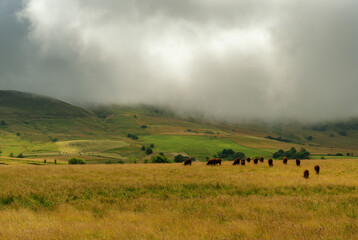 Brume sur une colline dans les volcans d'Auvergne des monts du Cézalier
