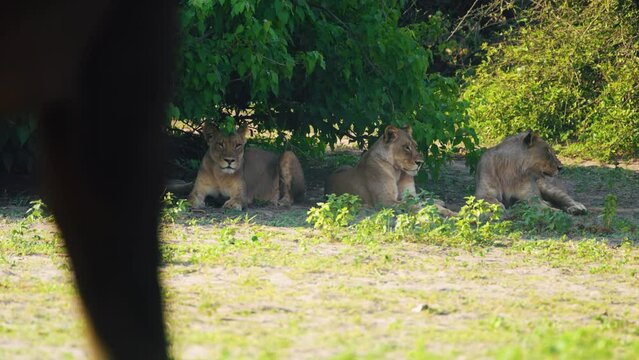 Footage of African Lions seeing towards African Bush Elephants at Chobe National Park, Botswana, South Africa. Lions trying to hunt an elephant. 