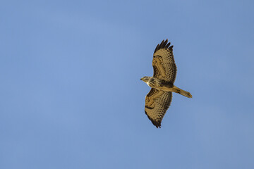 Buse en plein vol avec les deux ailes tendues sur ciel bleu
