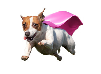 Happy Flying Jack Russell Terrier Puppy Dog with Pink Cape Flying Up in The Air. Transparent  PNG.