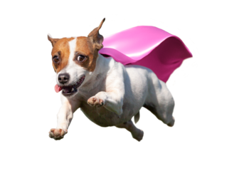 Happy Flying Jack Russell Terrier Puppy Dog with Pink Cape Flying Up in The Air. Transparent  PNG.