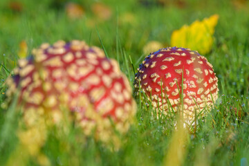 Deux champignons amanite tue-mouches rouges avec des points blancs