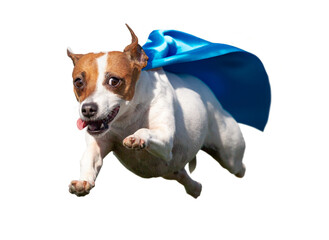 Happy Flying Jack Russell Terrier Puppy Dog with Blue Cape Flying Up in The Air. Transparent  PNG. - 775366014